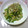 miyumiyu510's cooksnap of when they made 大根葉の利用法　油揚げとジャコの炒め物.