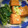 ナンキンハゼ's cooksnap of when they made 厚揚げの生姜煮♡.