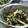 Risoa 51's cooksnap of when they made ごま香る♪生ズッキーニの塩昆布和え.
