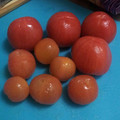 purechild's cooksnap of when they made トマトの湯剥き(皮むき).