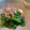 おぶうさま's cooksnap of when they made みつばのおひたし.
