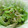 アズーロコンパクト's cooksnap of when they made ゴーヤと茗荷と大葉の柚子ぽん酢和え.