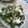ナオフィールド's cooksnap of when they made モロヘイヤと長芋のとろとろ和え.