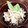 ☆ガイア☆'s cooksnap of when they made すぐ完成☆えのき茸とベーコンのソース炒め.