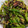 ぺんぺん号's cooksnap of when they made ＊ピーマンと茗荷の塩昆布和え＊.