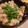 momo&goma's cooksnap of when they made CMで放映中！「きのこの炊き込みご飯」.