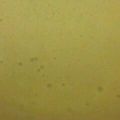 みさきみさみさ's cooksnap of when they made アリオリソース.