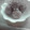 しろポチ's cooksnap of when they made 栗の渋皮煮.