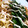 kaz2ie.TM.R.com's cooksnap of when they made 塩こんぶと桜海老の和風パスタ.