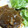 ちーやん♪♪♪'s cooksnap of when they made 簡単♪ばあばの煮込みハンバーグ☆.