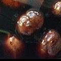 nyan。's cooksnap of when they made さうだ★渋皮煮作らう!!.