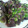 minanico's cooksnap of when they made かつおのたたき　ネギ塩ダレ～♪♪.