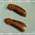 ♬ちょぱ♬'s cooksnap of when they made 蝉・セミ.