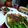 nikinin's cooksnap of when they made オクラ・なす・ピーマンと豚肉の焼きびたし.