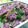 monchanママ's cooksnap of when they made 優雅に・・・菊とほうれん草の和えもの.