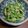 まりりん★ﾐ's cooksnap of when they made 水菜とツナの簡単サラダ....♡.