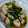 kisaragicats's cooksnap of when they made 簡単！ささみと小松菜のオイスター炒め.