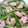 七色ワクチン's cooksnap of when they made エビとにんにくの芽のナンプラー炒め.