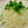 たもたん's cooksnap of when they made すっきり☆さっぱり☆ぶっかけおろし.