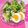 nasyoko's cooksnap of when they made ブロッコリーの明太子クリームチーズ和え.