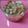 いにゃーけい子's cooksnap of when they made 甘エビのわた和え.