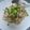 ＭＩＫＯ☆'s cooksnap of when they made ツナと塩こんぶのチャーハン.