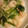 ツルコ's cooksnap of when they made 小松菜とエビのニンニク塩炒め☆.