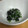 サーフブレイド's cooksnap of when they made わが家の定番２　ほうれん草のおひたし.