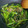 pohem's cooksnap of when they made 節約☆もやしと小松菜の中華炒め.