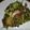 ❤まこ❤'s cooksnap of when they made きゃべつと牛肉のオイスター炒め.