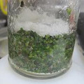 yokocan's cooksnap of when they made 紫蘇の実の塩漬け.