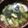 shimaru's cooksnap of when they made みそ汁事典②.