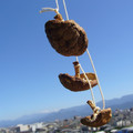 maamasa's cooksnap of when they made 干し椎茸の作り方（椎茸のバター焼き）.