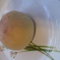 はるはるまど's cooksnap of when they made 白神こだま酵母de基本のおかずパン生地.