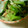Ｃｈｉｌｄ's cooksnap of when they made 青梗菜とミョウガのお浸し.