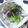 monmaru's cooksnap of when they made ＮＯ．2＊大根で昆布茶浅漬け＊.