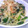 ＯＧＵ's cooksnap of when they made 大根とホウレンソウの和風サラダ.