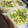 若鬼嫁あきちゃん's cooksnap of when they made 簡単！手抜き！なのに美味しいちらし寿司♡.
