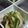 ニガウリマン's cooksnap of when they made 簡単ザーサイ小鉢.