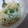 たろすけちゃん's cooksnap of when they made もやしと大葉のマスタード和え.