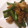 sonop's cooksnap of when they made 超簡単 いんげん豚の山椒炒め.