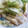 ユーロン's cooksnap of when they made しょうがと白菜の速攻浅漬け.