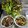 ebipeco's cooksnap of when they made かつおのたたきとアボカドとトマトのサラダ.