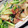 ミズホ@M's cooksnap of when they made かぶとベーコンのオイマヨ炒め.