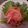 ちなっぴ's cooksnap of when they made 生ハムと人参のマリネ風サラダ.