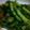 uneune's cooksnap of when they made チーズでコクうま！大根葉のオイマヨ炒め.