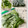 Superlittleboo's cooksnap of when they made 庭のバジルを余すことなく使うための保存法.