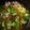 marilin36's cooksnap of when they made まかない丼旬さんまを使った男の梅お茶漬け.