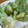 ユーロン's cooksnap of when they made うちのレタスの食べ方.