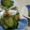 Cookingmam's cooksnap of when they made すし酢で♪きゅうりとみょうがの酢の物.